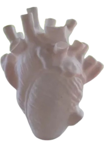 Anatomik Kalp Vazosu 3D Dekor