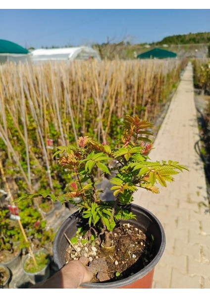 - Sorbaria Sorbifolia (1 Yaş / Süs Bitkisi)