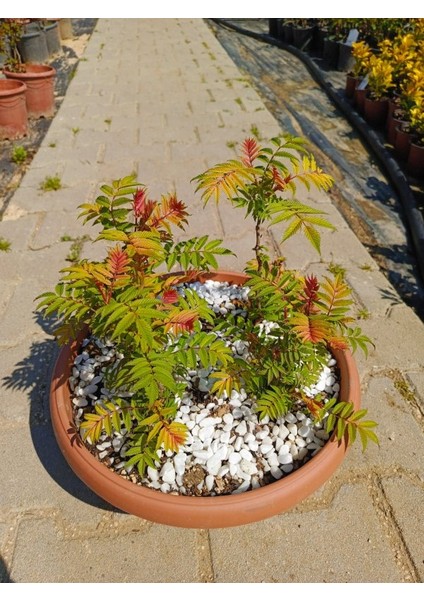 - Sorbaria Sorbifolia (1 Yaş / Süs Bitkisi) fiyatları