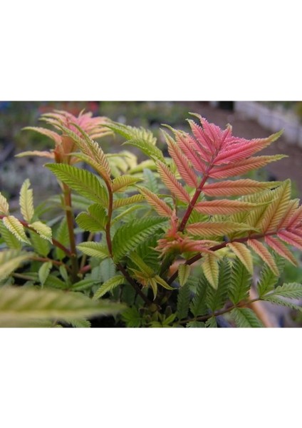 - Sorbaria Sorbifolia (1 Yaş / Süs Bitkisi) modelleri