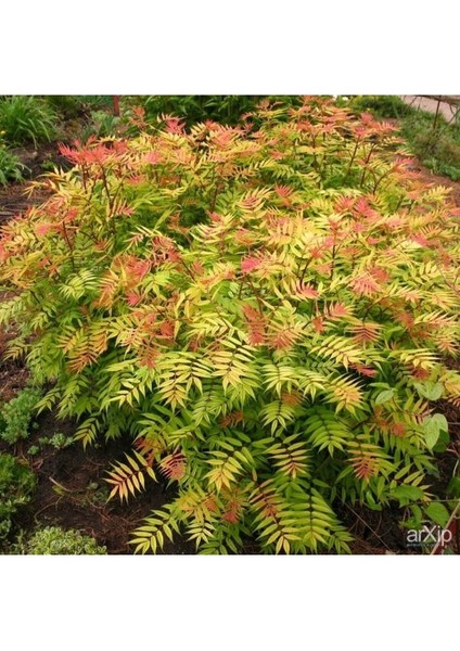 - Sorbaria Sorbifolia (1 Yaş / Süs Bitkisi) fırsatları