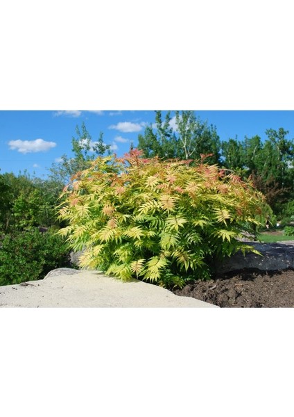 - Sorbaria Sorbifolia (1 Yaş / Süs Bitkisi) indirimleri