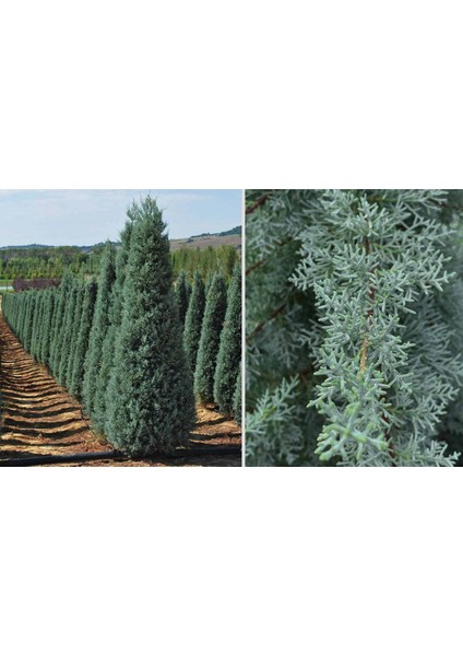 Mavi Servi Cupressus Arizona Tohumu – 100 Gr.