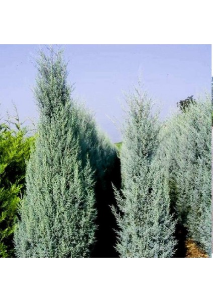 Mavi Servi Cupressus Arizona Tohumu – 100 Gr.