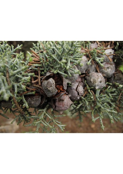 Mavi Servi Cupressus Arizona Tohumu – 100 Gr.