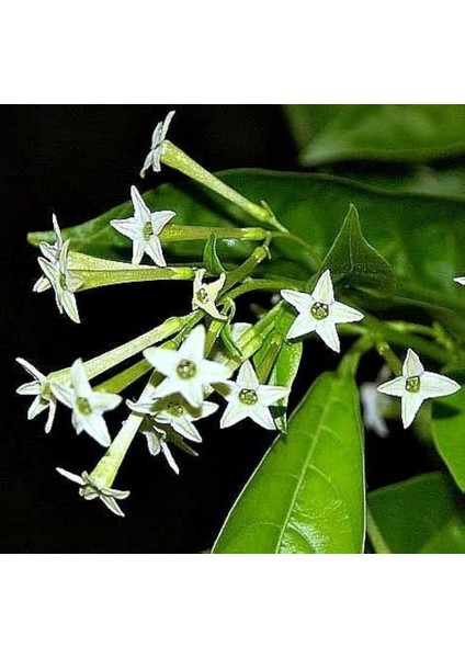 Melisa Çiçeği Cestrum Nocturnum 3 Adet