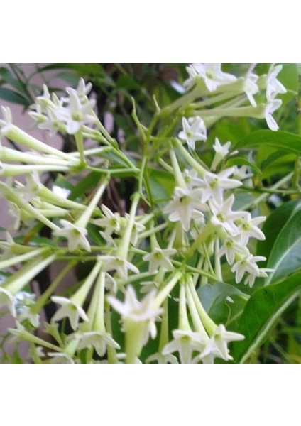 Melisa Çiçeği Cestrum Nocturnum 3 Adet