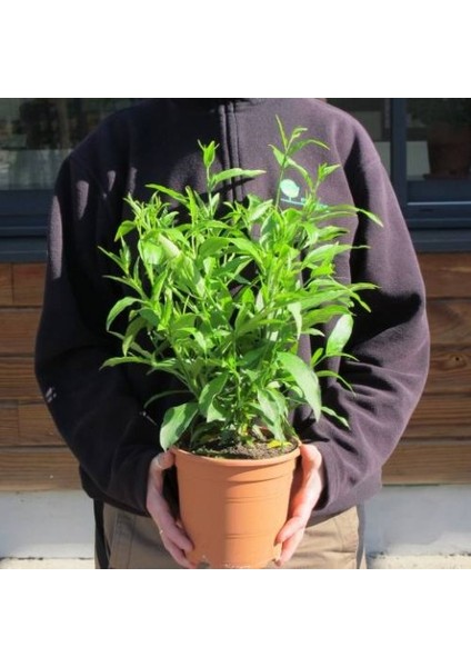 Melisa Çiçeği Cestrum Nocturnum 3 Adet