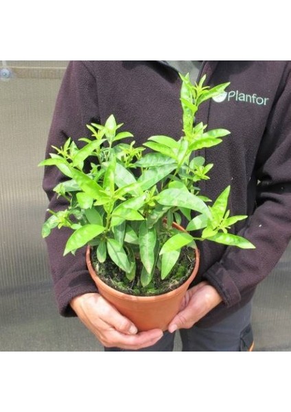 Melisa Çiçeği Cestrum Nocturnum 3 Adet