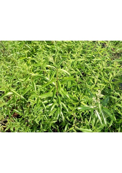 Melisa Çiçeği Cestrum Nocturnum 3 Adet