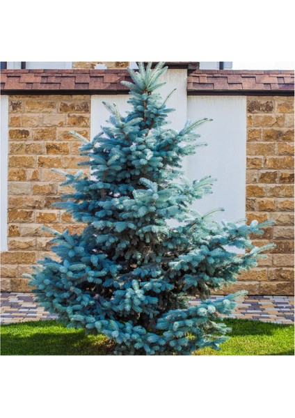 Mavi Ladin (Picea Pungens Glauca) 2 Adet 100 cm