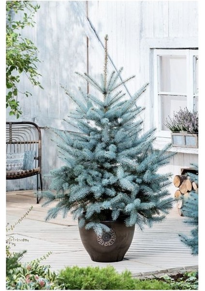 Mavi Ladin (Picea Pungens Glauca) 2 Adet 100 cm