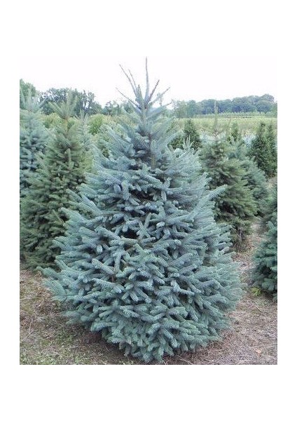 Mavi Ladin (Picea Pungens Glauca) 2 Adet 100 cm