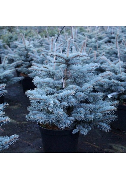 Mavi Ladin (Picea Pungens Glauca) 2 Adet 100 cm