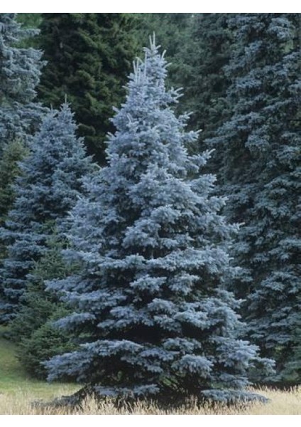 Mavi Ladin (Picea Pungens Glauca) 2 Adet 100 cm
