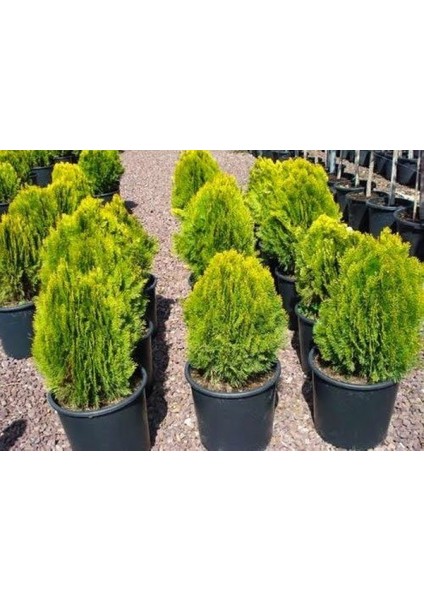 Altuni Mazı Thuja Orientalis Aurea Compacta Nana 3 Adet fırsatları