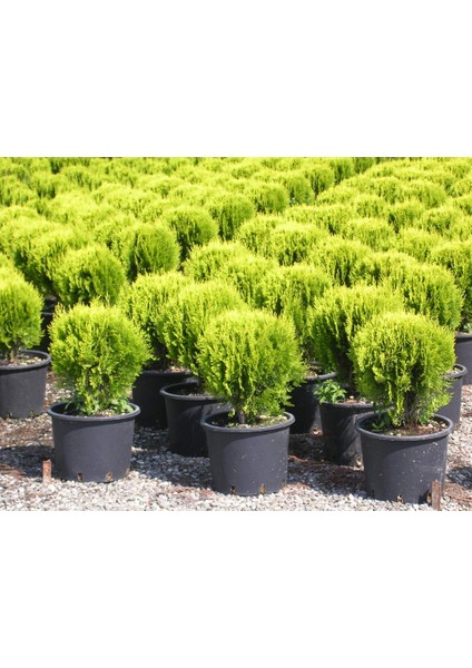 Altuni Top Mazı Fidanı Thuja Orientalis Compacta Nana modelleri