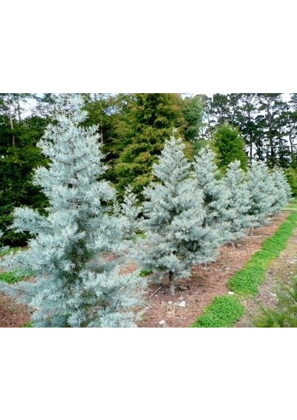Mavi Servi Ağacı Cupressus Arizonica 5 Adet