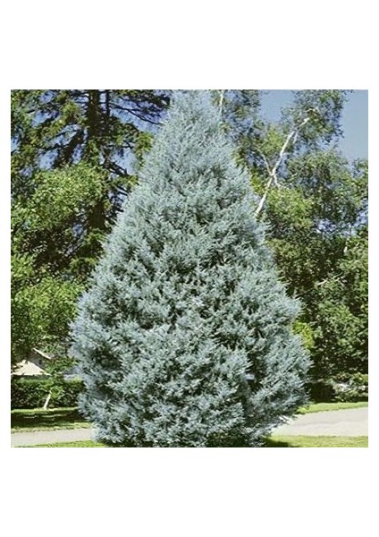 Mavi Servi Ağacı Cupressus Arizonica 5 Adet fiyatları