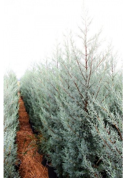 Mavi Servi Ağacı Cupressus Arizonica 5 Adet modelleri