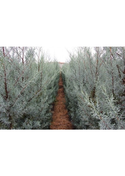 Mavi Servi Ağacı Cupressus Arizonica 5 Adet fırsatları