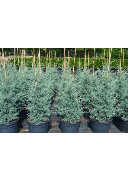 Mavi Servi Ağacı Cupressus Arizonica 5 Adet indirimleri