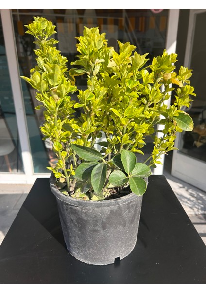 Gold Taflan fiyatları