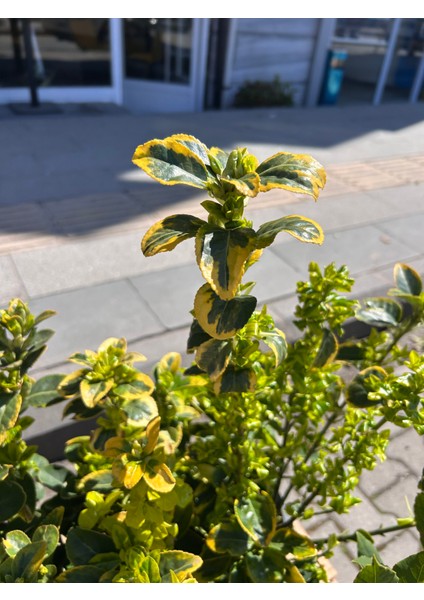 Gold Taflan modelleri