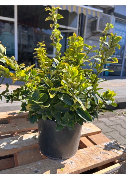 Gold Taflan fırsatları