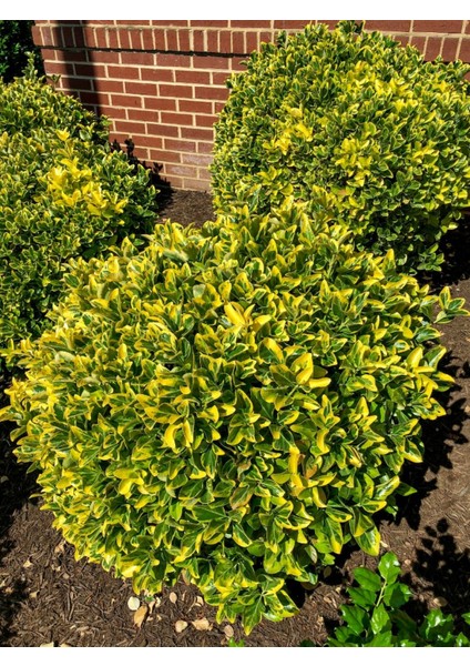 Gold Taflan (Euonymus Japonica Aurea) Büyük Boy 40 - 50 cm 5 Ade