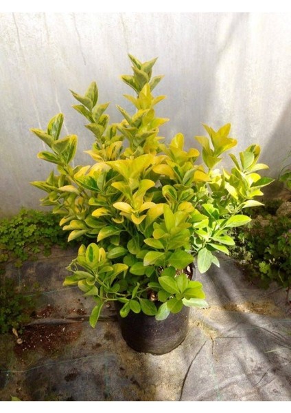 Gold Taflan (Euonymus Japonica Aurea) Büyük Boy 40 - 50 cm 5 Ade indirimleri