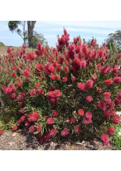 Fırça Çalısı (Callistemon Laevis) 5 Adet