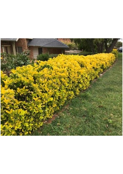 Gold Taflan (Euonymus Japonica Aurea) Canlı Çit Bitkisi 50 Adet