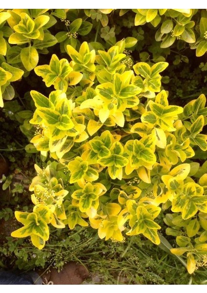 Gold Taflan (Euonymus Japonica Aurea) Canlı Çit Bitkisi 50 Adet