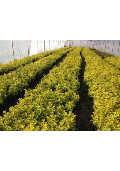 Gold Taflan (Euonymus Japonica Aurea) Canlı Çit Bitkisi 30 Adet fırsatları