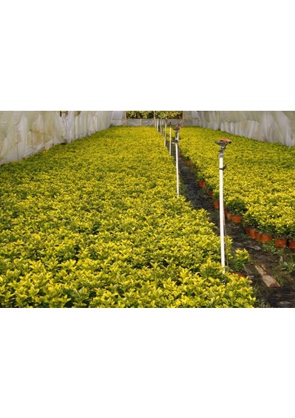 Gold Taflan (Euonymus Japonica Aurea) Canlı Çit Bitkisi 30 Adet indirimleri