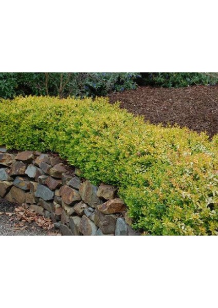 Sarı Abelya – Güzellik Çalısı Bitkisi 20 Adet