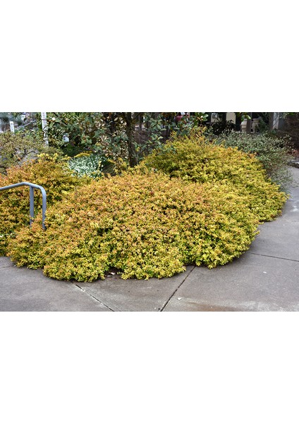 Sarı Abelya – Güzellik Çalısı Bitkisi 20 Adet fiyatları