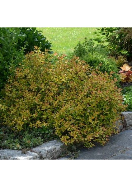 Sarı Abelya – Güzellik Çalısı Bitkisi 20 Adet modelleri