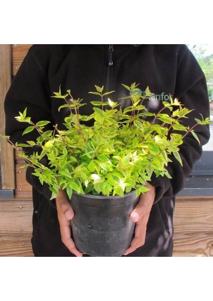 Sarı Abelya – Güzellik Çalısı Bitkisi 20 Adet fırsatları