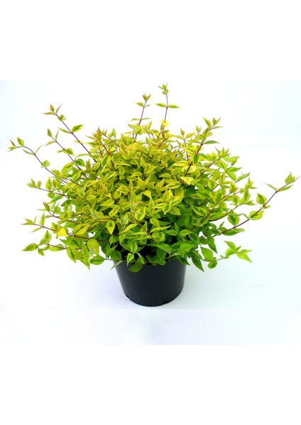 Sarı Abelya – Güzellik Çalısı Bitkisi 20 Adet indirimleri