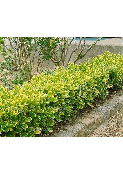 Gold Taflan (Euonymus Japonicus Aurea) Sarı Çit Bitkisi 5 Adet