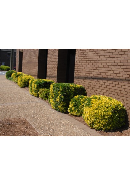 Gold Taflan (Euonymus Japonicus Aurea) Sarı Çit Bitkisi 5 Adet