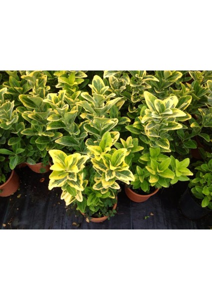 Gold Taflan (Euonymus Japonicus Aurea) Sarı Çit Bitkisi 5 Adet