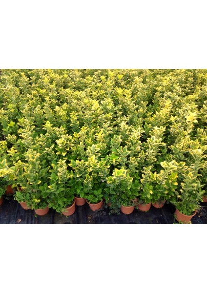 Gold Taflan (Euonymus Japonicus Aurea) Sarı Çit Bitkisi 5 Adet