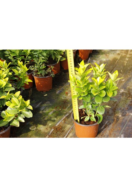 Gold Taflan (Euonymus Japonica Aurea) Sarı Çit Bitkisi 10 Adet modelleri