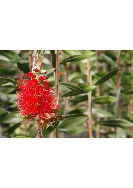 Fırça Çalısı (Callistemon Laevis) 3 Adet