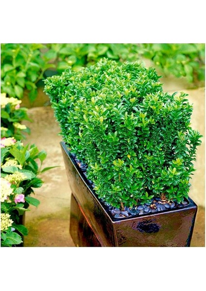 Yeşil Sütun Taflan – Green rocket 5 Adet