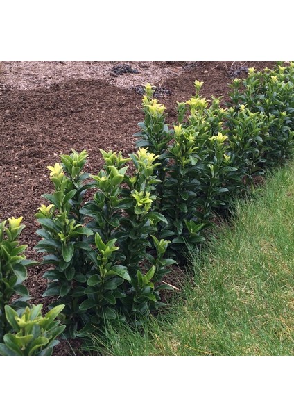 Yeşil Sütun Taflan – Green rocket 5 Adet fiyatları