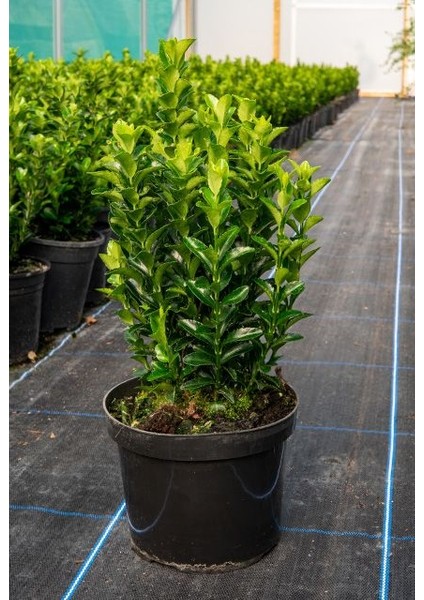 Yeşil Sütun Taflan – Green rocket 5 Adet indirimleri